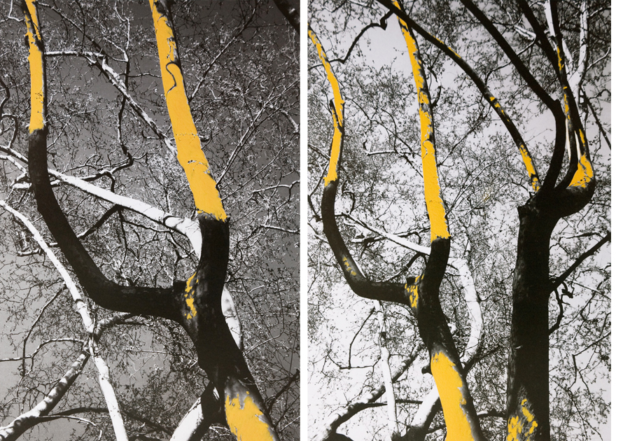 Come alberi - Carla Cacianti