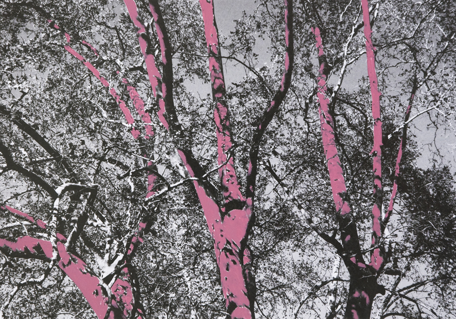 Come alberi - Carla Cacianti
