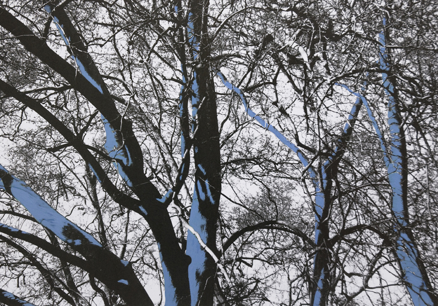 Come alberi - Carla Cacianti