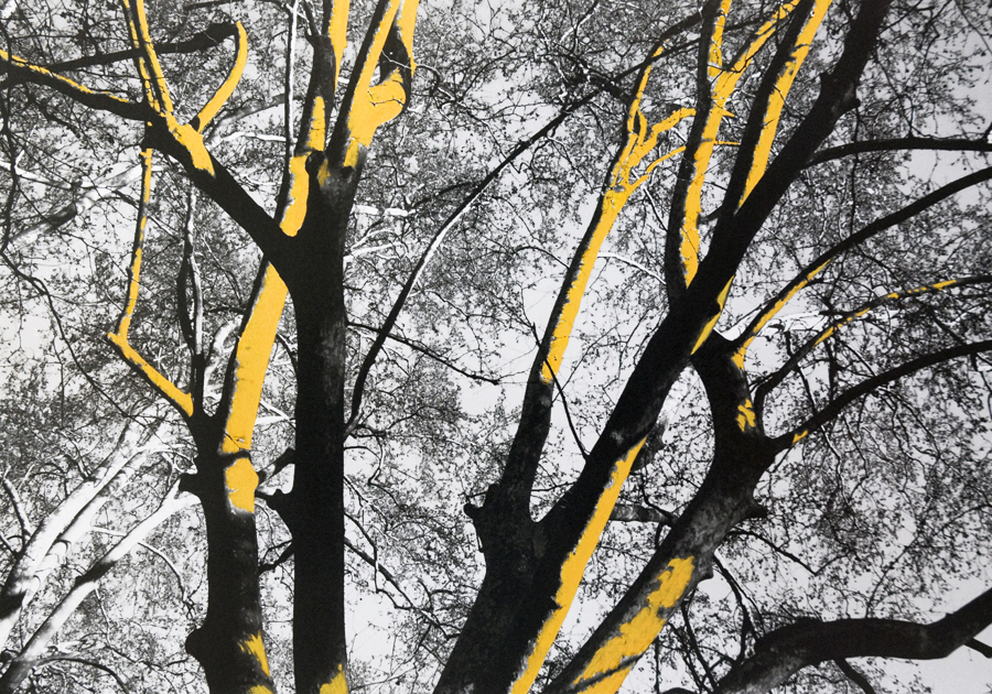 Come alberi - Carla Cacianti