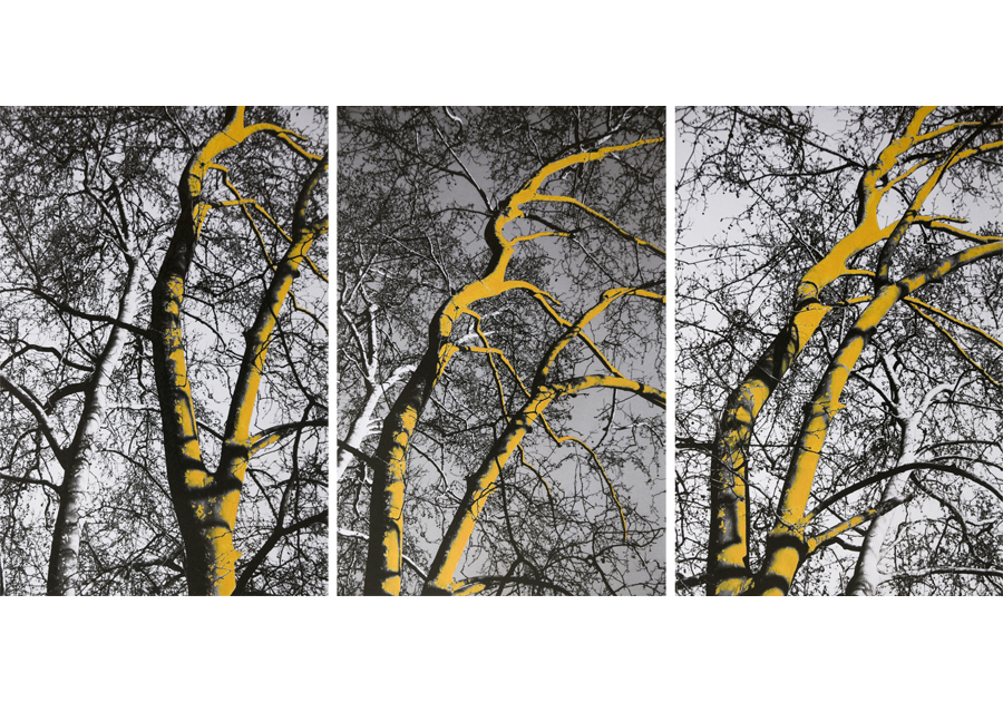 Come alberi - Carla Cacianti