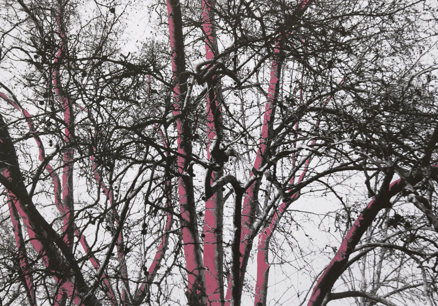 Come alberi - Carla Cacianti