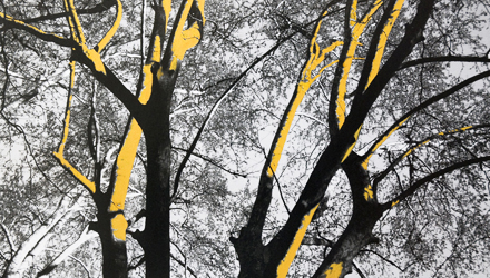 Come alberi